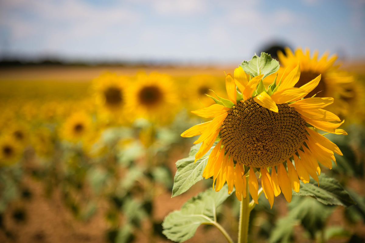 photo-wallpaper-a-sunflower-in-the-field