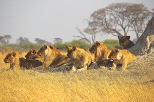 photo-wallpaper-lion-family