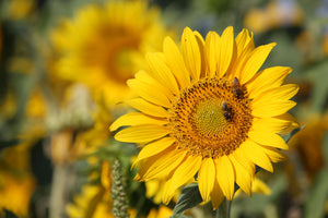 photo-wallpaper-bees-at-work