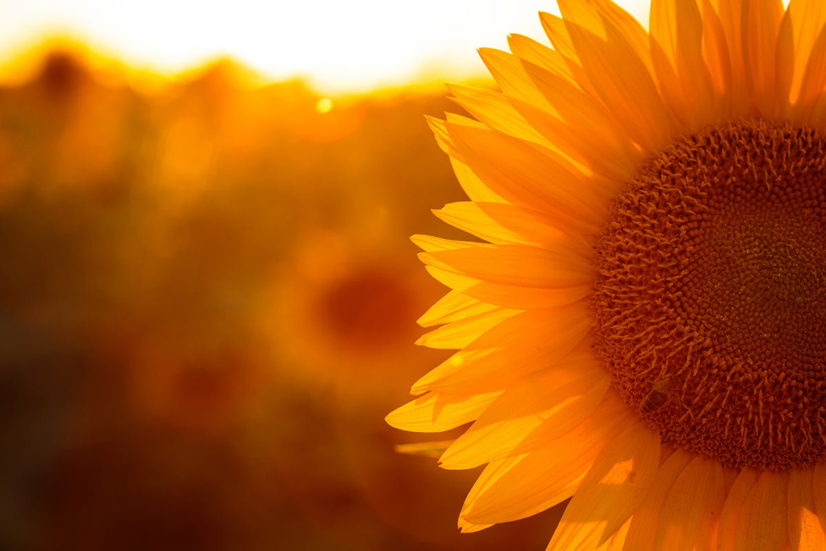 photo-wallpaper-macro-sunflower