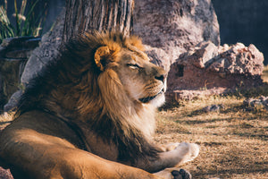 photo-wallpaper-lion-is-sunning-himself