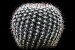 photo-wallpaper-notocactus-scopa-ii