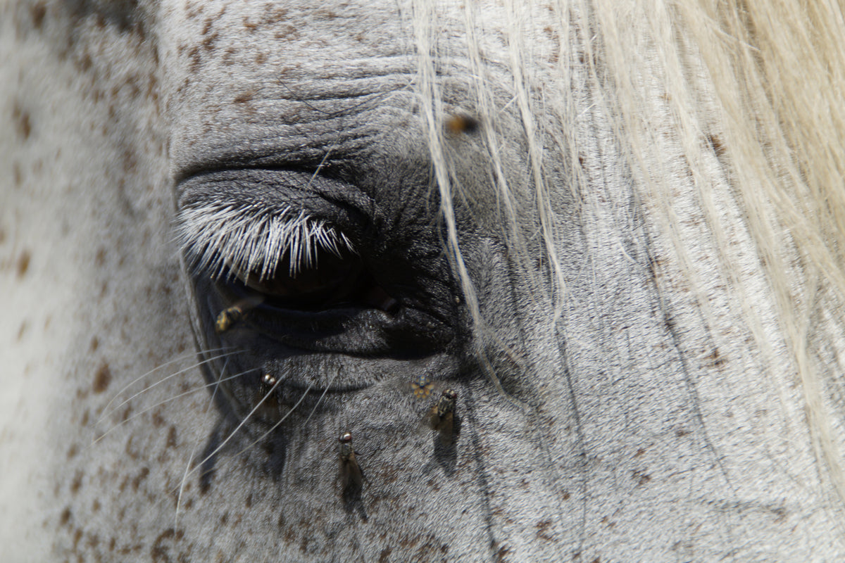 photo-wallpaper-the-eye-of-the-horse