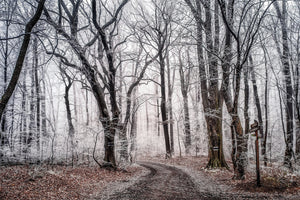 photo-wallpaper-wintry-forest