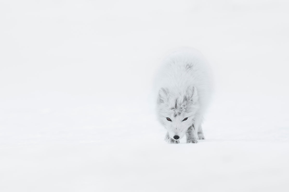 photo-wallpaper-arctic-fox-xtt