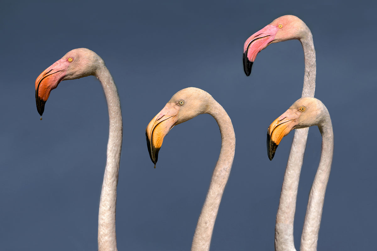 photo-wallpaper-flamingos-close-up-x