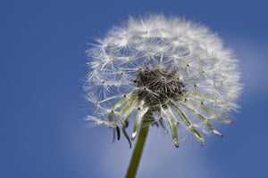 photo-wallpaper-the-dandelion-in-xxl