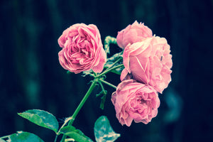 photo-wallpaper-beautiful-pink-roses