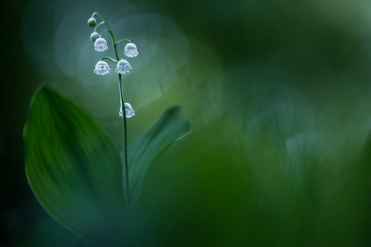 photo-wallpaper-lilly-of-the-valley-x