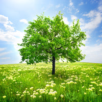 photo-wallpaper-the-tree