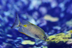 photo-wallpaper-a-fish-in-the-aquarium