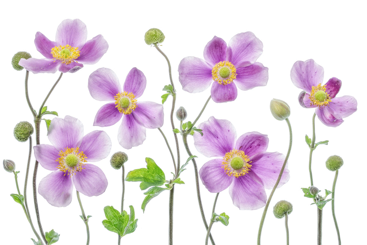 photo-wallpaper-anemone-japonica-x