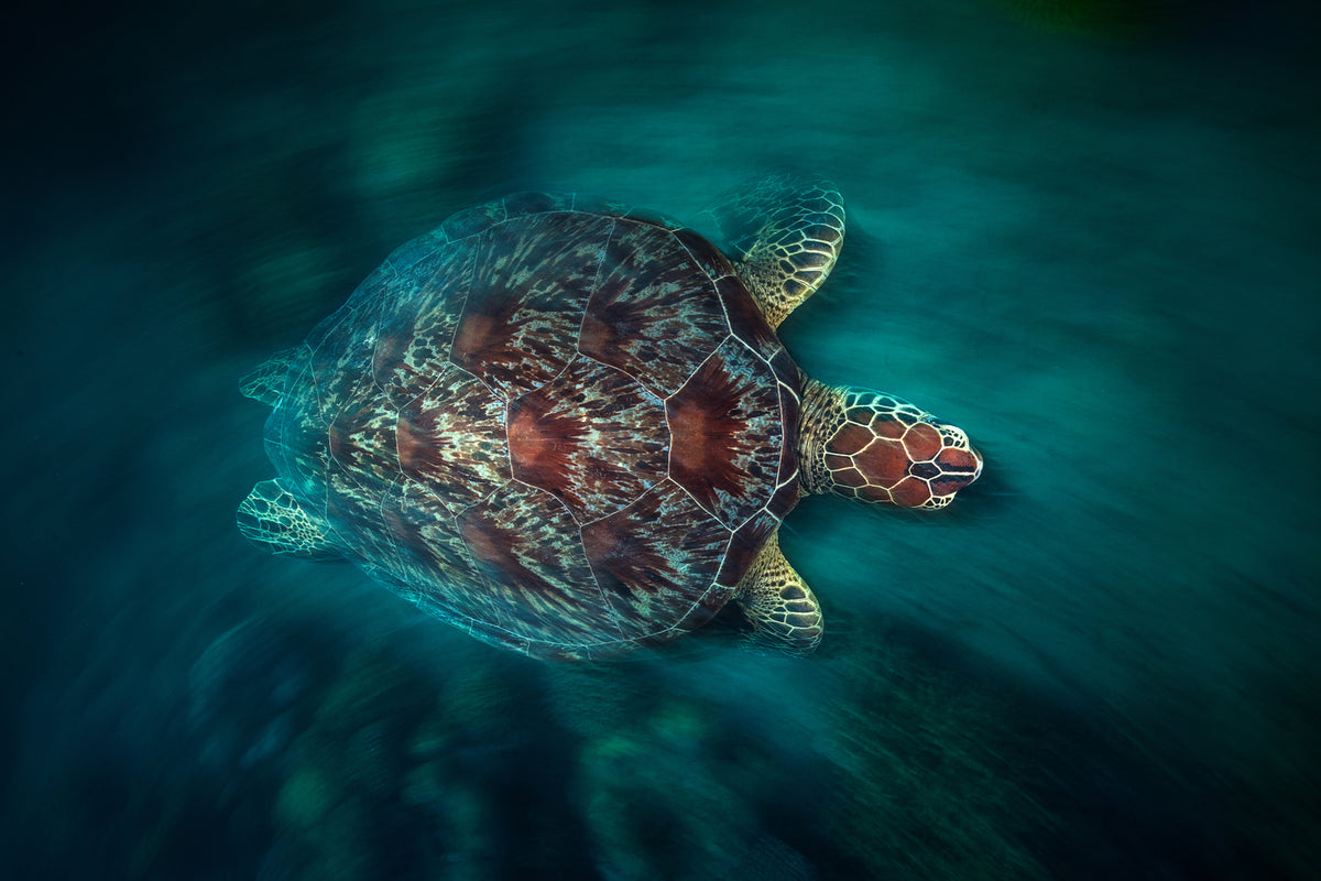 photo-wallpaper-valocity-turtle