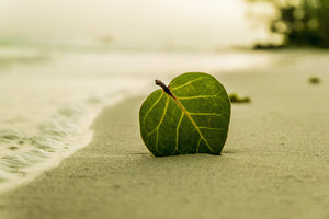 photo-wallpaper-beach-leaf