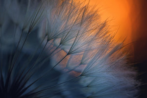 photo-wallpaper-feathers-p