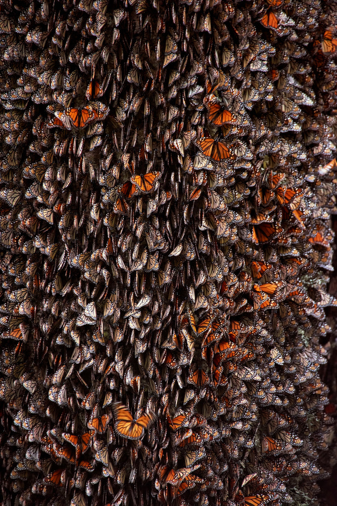 photo-wallpaper-monarch-butterflies-during-hibernation