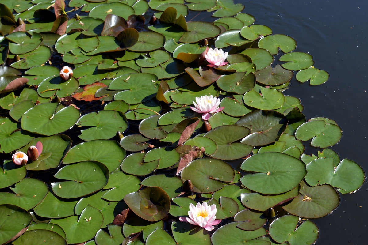 photo-wallpaper-white-water-lilies-in-the-pond