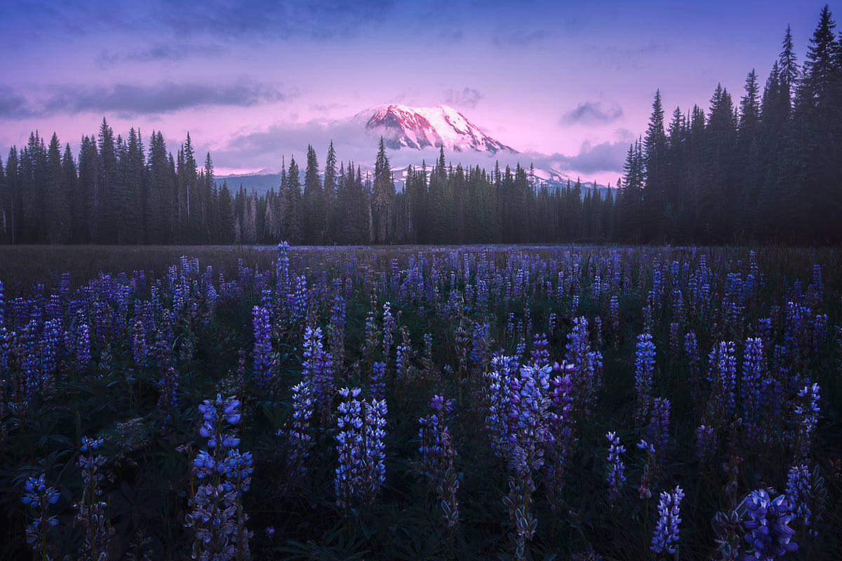 photo-wallpaper-adam-s-lupine-x