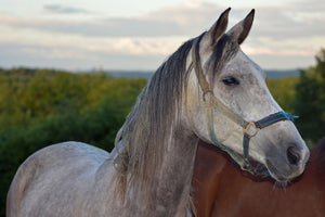 photo-wallpaper-the-arabian-thoroughbred