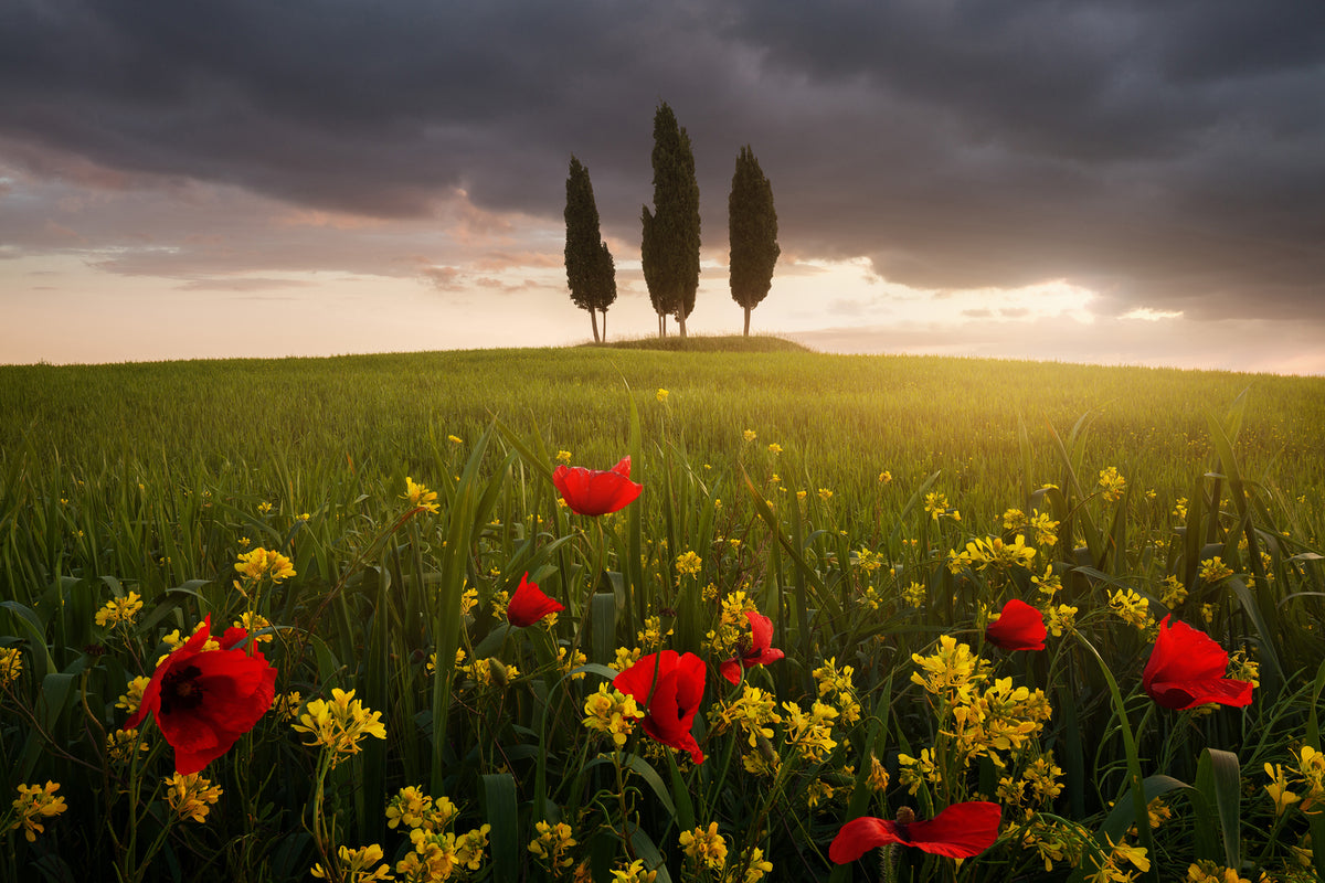 photo-wallpaper-blooming-tuscany-x