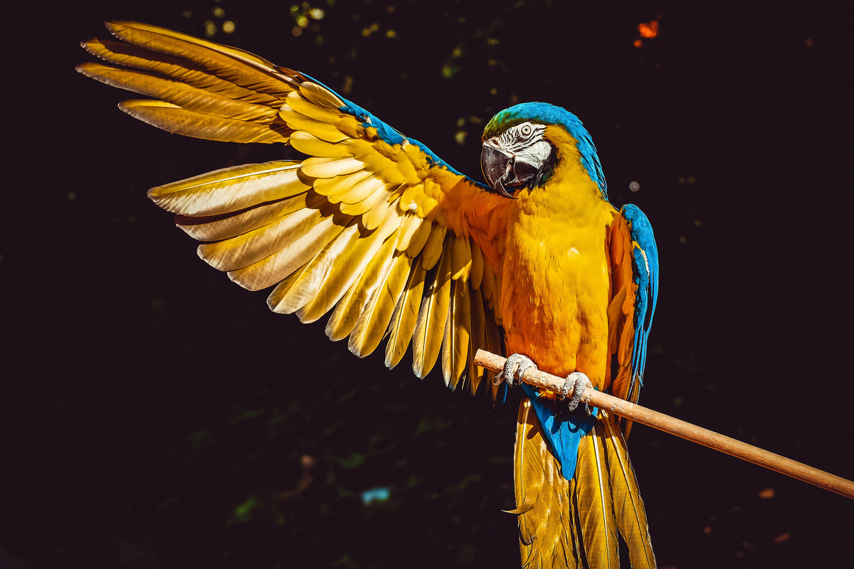 photo-wallpaper-the-macaw