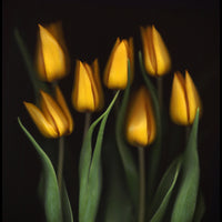 photo-wallpaper-tulips-ii