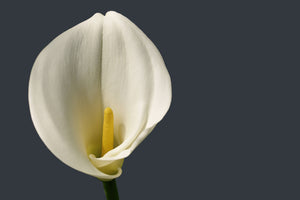 photo-wallpaper-proud-calla