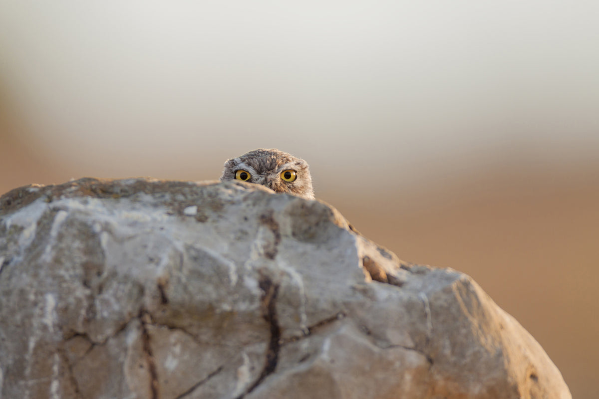 photo-wallpaper-little-owl