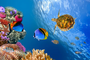 photo-wallpaper-fish-in-the-water