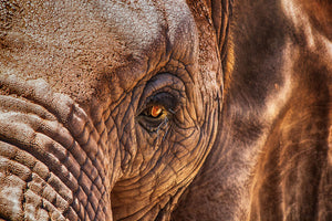 photo-wallpaper-the-look-of-the-elephant