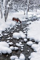 photo-wallpaper-drinking-in-snow