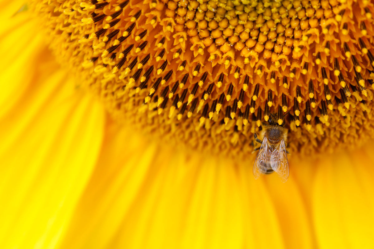 photo-wallpaper-close-up-yellow-bud