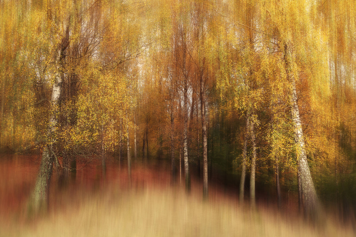 photo-wallpaper-autumn-impression-xvl