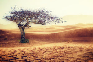 photo-wallpaper-desert-storm