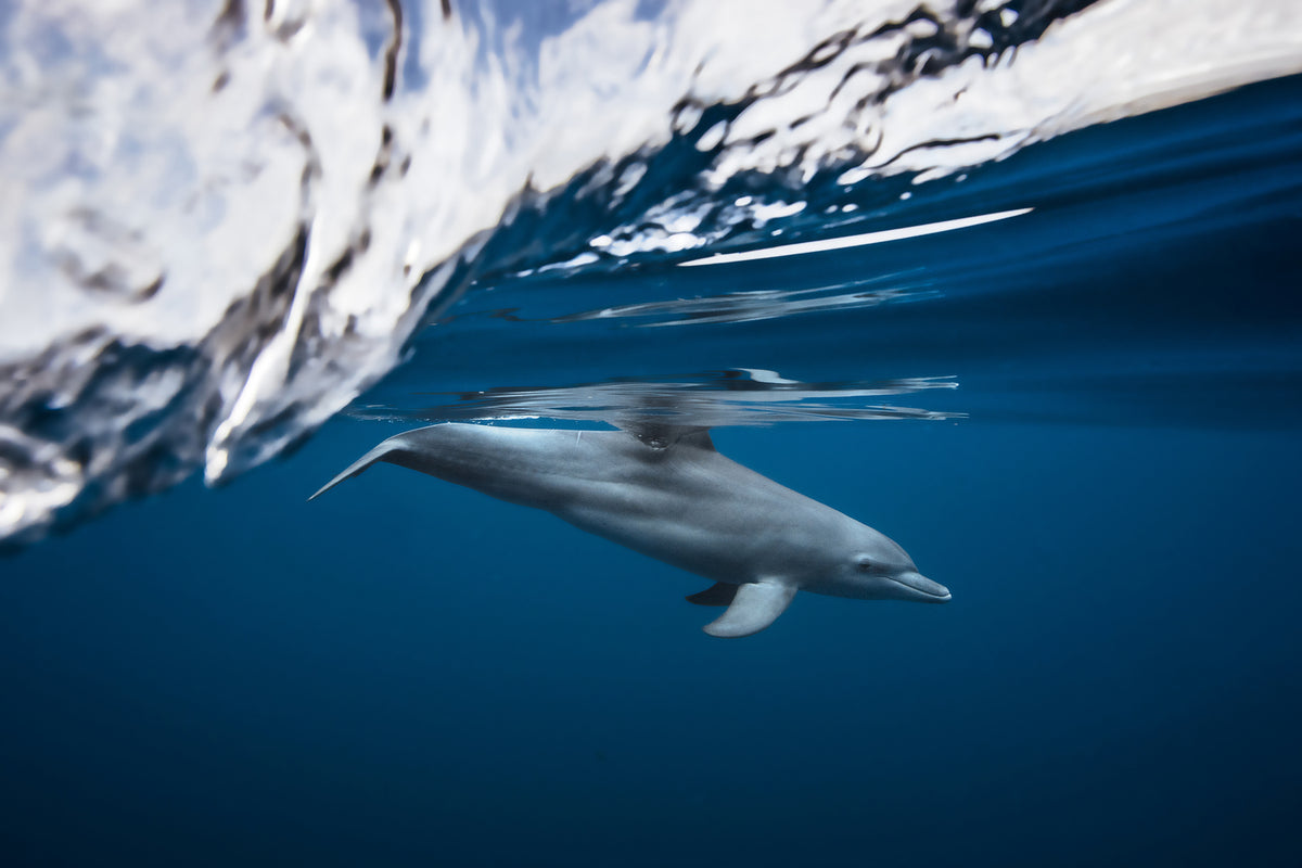 photo-wallpaper-bottlenose-dolphin-turciops-aduncus