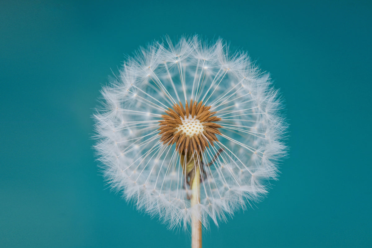 photo-wallpaper-dandelion-a