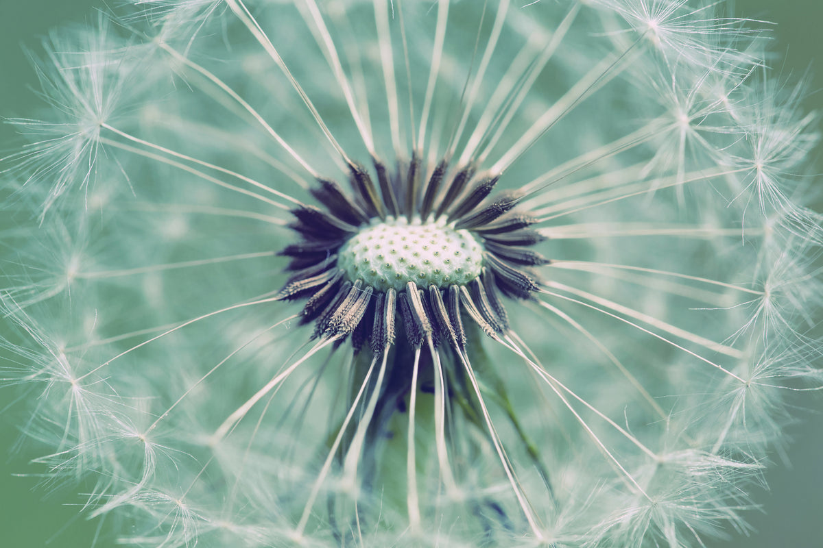 photo-wallpaper-close-up-dandelion