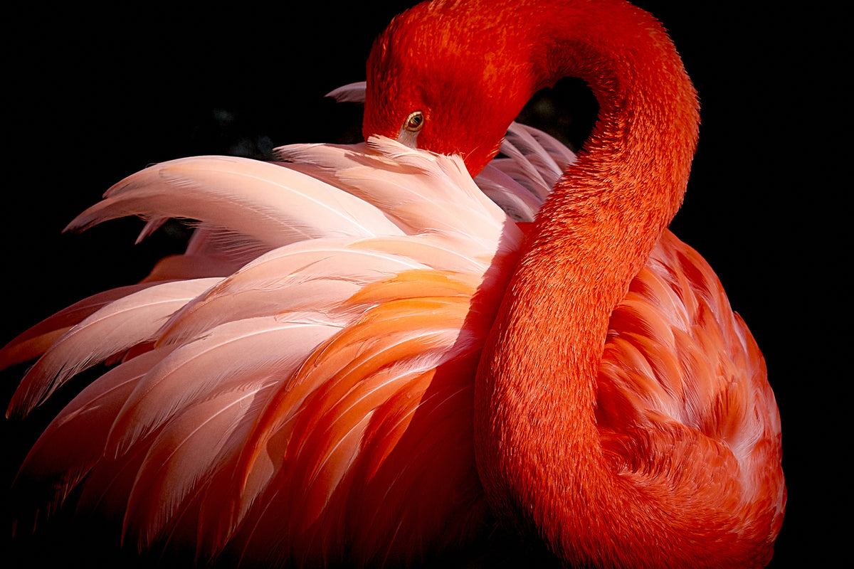 photo-wallpaper-flamingo-xoc