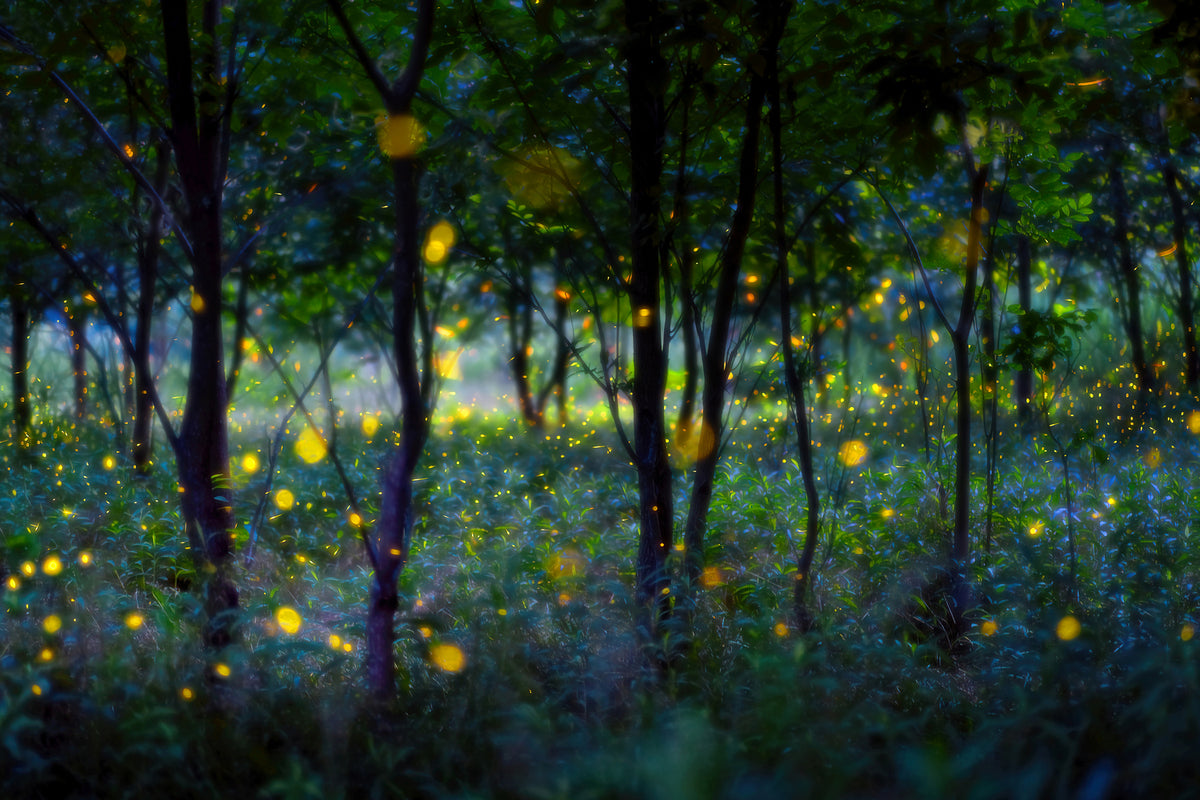 photo-wallpaper-magic-fireflies-x