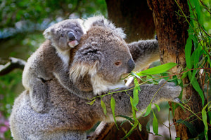 photo-wallpaper-mom-and-baby-koala