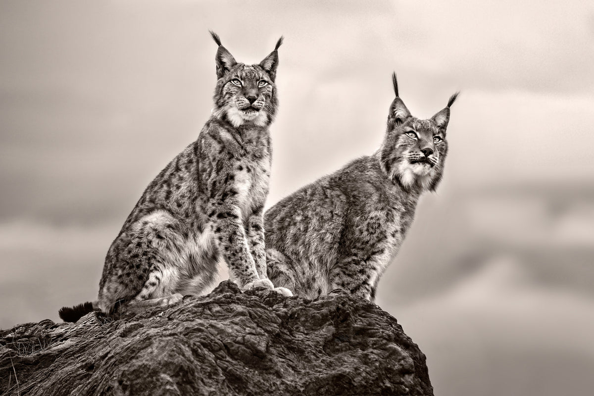 photo-wallpaper-two-lynx-on-rock