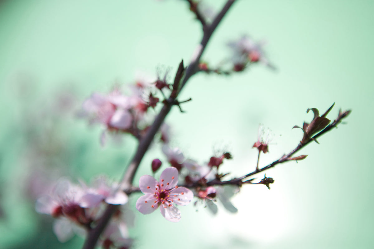 photo-wallpaper-beautiful-japanese-cherry-blossom