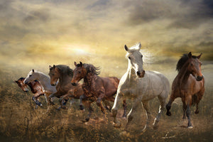 photo-wallpaper-wild-wild-horses