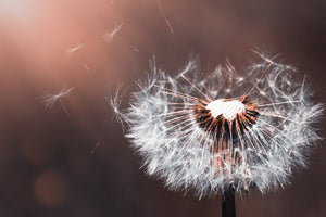 photo-wallpaper-dandelion-in-the-evening-light