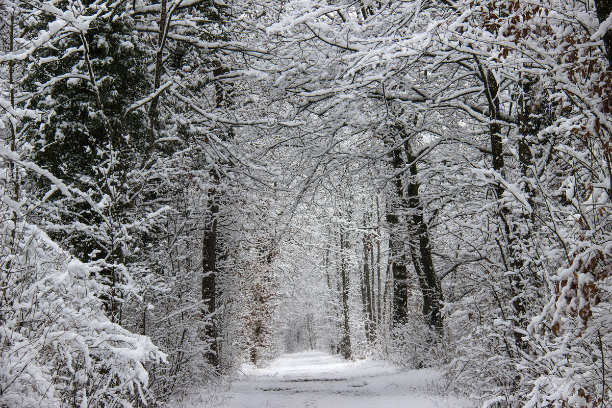 photo-wallpaper-enchanted-winter-forest