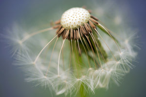 photo-wallpaper-dandelion-close-up