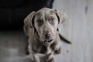 photo-wallpaper-the-weimaraner