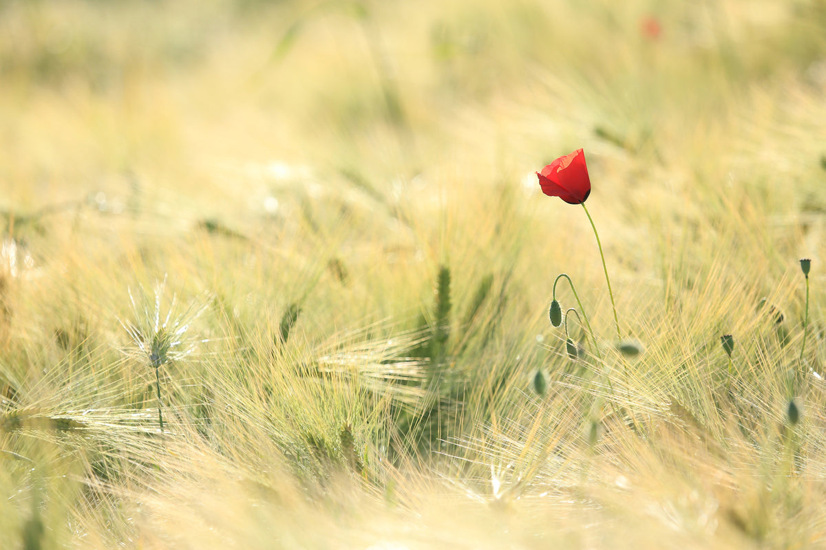 photo-wallpaper-a-poppy