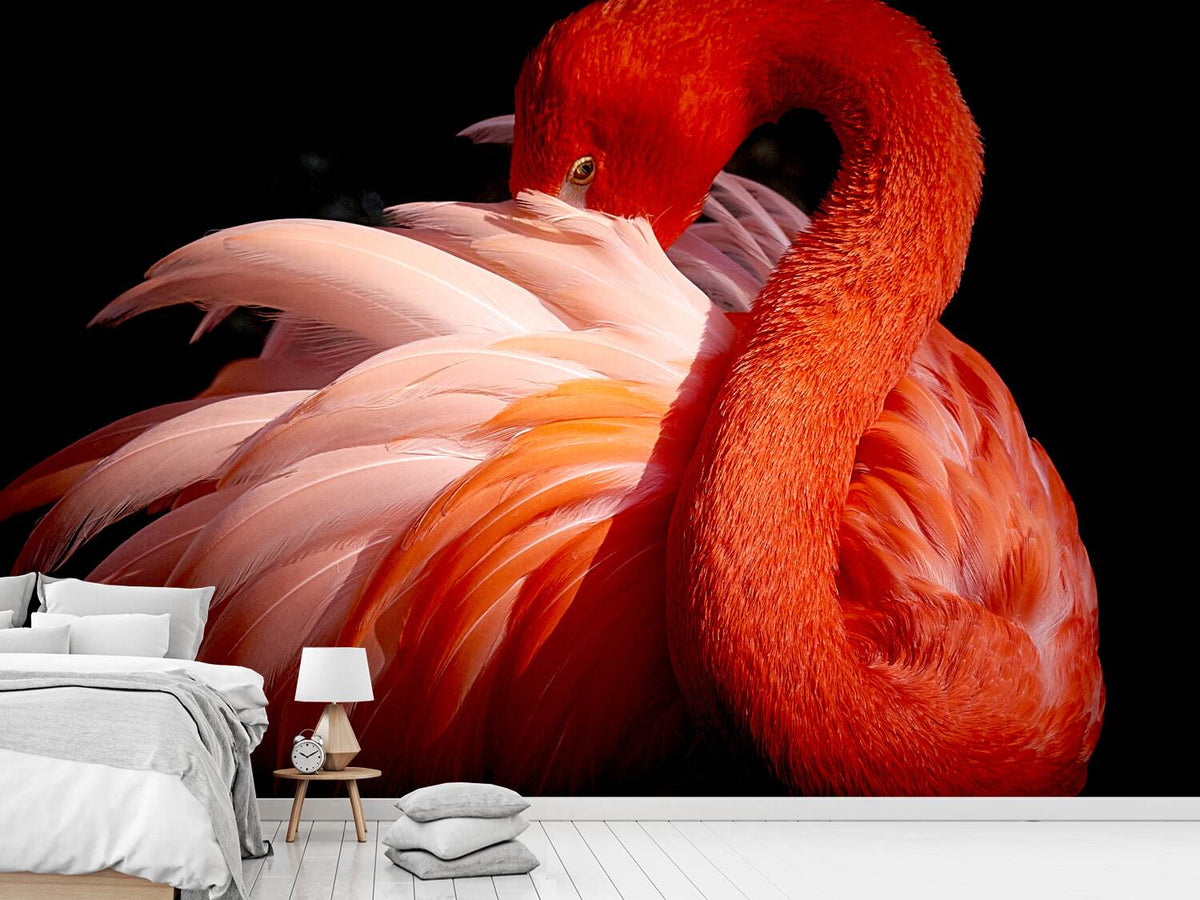 photo-wallpaper-flamingo-xoc