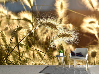 photo-wallpaper-ornamental-grass-in-the-sunlight